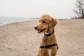 TORONTO ISLAND, ONTARIO, CANADA - APRIL 24, 2021: GOLDEN DOODLE DOG AT HALAN POINT BEACH. Royalty Free Stock Photo