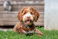 GOLDEN DOODLE DOG IN DOG PARK Royalty Free Stock Photo