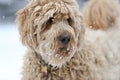 A golden doodle dog in the snow Royalty Free Stock Photo