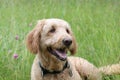 Golden Doodle Lying in a Summer Meadow