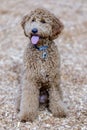 Golden Doodle puppy female.