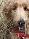 Golden doodle puppy playing in field