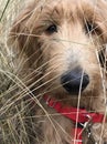 Golden doodle puppy playing in field