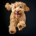 Golden doodle puppy running toward camera