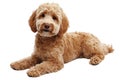 Golden Doodle Resting Cute Dog Portrait Friendly Expression Breed Pet Posing Royalty Free Stock Photo