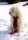 Golden Doodle in Snow Royalty Free Stock Photo