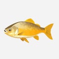 golden dorado fish vector flat minimalistic isolated illustration illustration