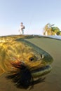 Golden Dorado On A Fly Rod Underwater