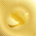 Golden dove with gold background Royalty Free Stock Photo