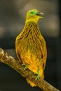 Golden dove sitting on a tree, Viti Levu Island, Fiji