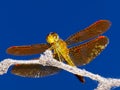 Golden Dragonfly basking in the Arizona Sun