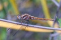 Golden dragonfly Royalty Free Stock Photo