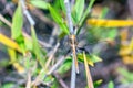 Golden dragonfly Royalty Free Stock Photo