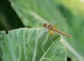 Golden dragonfly on a cabbage leaf Royalty Free Stock Photo