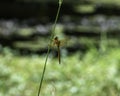 Golden Dragonfly Royalty Free Stock Photo