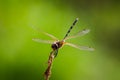 Golden dragonfly on dead tree