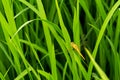 Golden dragonfly in grass field Royalty Free Stock Photo