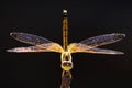 The Golden Dragonfly