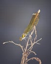 Golden dragonfly odonata on the branch Royalty Free Stock Photo