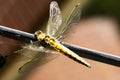 Golden Dragonfly Resting on a Twig