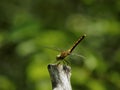 Golden dragonfly sitting on a branch Royalty Free Stock Photo