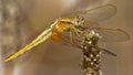 Golden dragonfly sympetrum flaveolum balanced on a grass Royalty Free Stock Photo