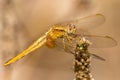 Golden dragonfly sympetrum flaveolum balanced on a grass Royalty Free Stock Photo