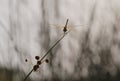 Golden dragonfly Sympetrum fonscolombii resting on a branch during the sunset Royalty Free Stock Photo