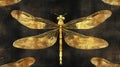 A Golden Dragonfly with Textured Wings on a Black Background Royalty Free Stock Photo