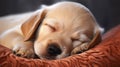 Golden Dreams: Capturing the Tranquil Slumber of a Blond Puppy Royalty Free Stock Photo