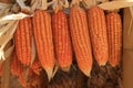 Golden dried corns hanging in rows for background Royalty Free Stock Photo