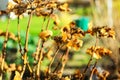 Golden dried hydrangea flowers in soft sunlight with blurred green background Royalty Free Stock Photo