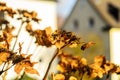 Golden dried hydrangea flowers in soft sunlight with blurred house background Royalty Free Stock Photo