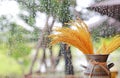 Golden dried rice flower in the vase for home decoration against glass window with rain drop on rainy day Royalty Free Stock Photo