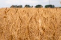 Golden dried ripe wheat. ears of corn Royalty Free Stock Photo