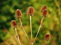 Teasel seed heads in autumn Royalty Free Stock Photo