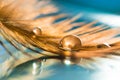 A golden drop on the feather. Golden feather of a bird on a blue background. Abstract background.