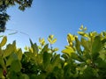 golden drop plant at sunrise in the moning