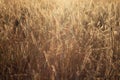 Golden dry grass field with sun back-light