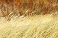 Golden dry grasses bent in the wind against a blurred background , Baltic sea coast dunes in winter