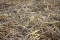 Golden dry hay, straw. Thatch texture Royalty Free Stock Photo