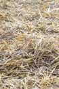 Golden dry hay, straw. Thatch texture Royalty Free Stock Photo