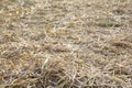 Golden dry hay, straw. Thatch texture Royalty Free Stock Photo