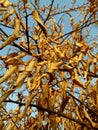 Golden dry leaves 1