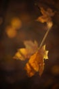 Golden dry maple leaf on a branch with beautiful sunlight. Magic autumn forest with blurry background, art focus Royalty Free Stock Photo