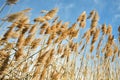 Golden dry straw plants called poaceae poales being moved by the wind on a blue sky as background Royalty Free Stock Photo