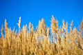 Golden dry straw plants called poaceae poales being moved by the wind on a blue sky as background Royalty Free Stock Photo
