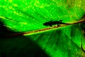 Gold dust day gecko on a leave Royalty Free Stock Photo