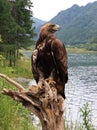 Golden eagle Royalty Free Stock Photo