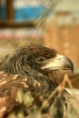 Golden eagle Royalty Free Stock Photo